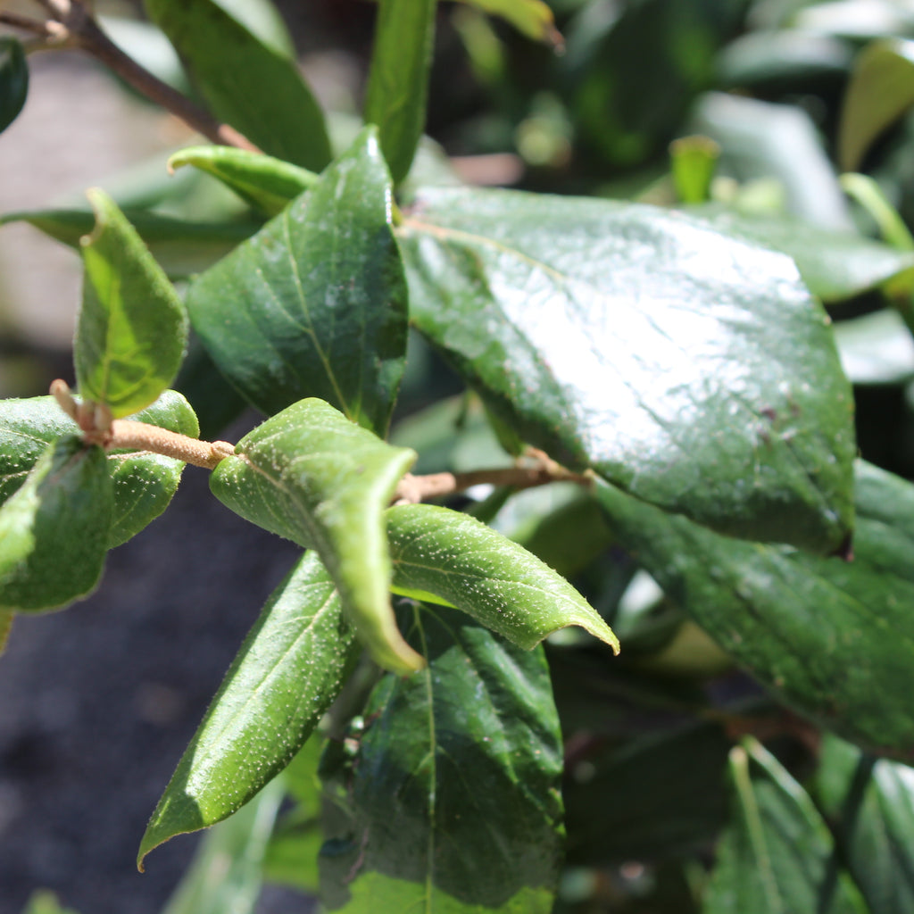 Viburnum burkwoodii Image