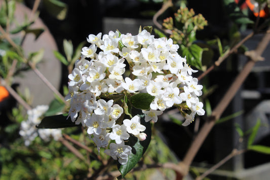 Viburnum burkwoodii 2