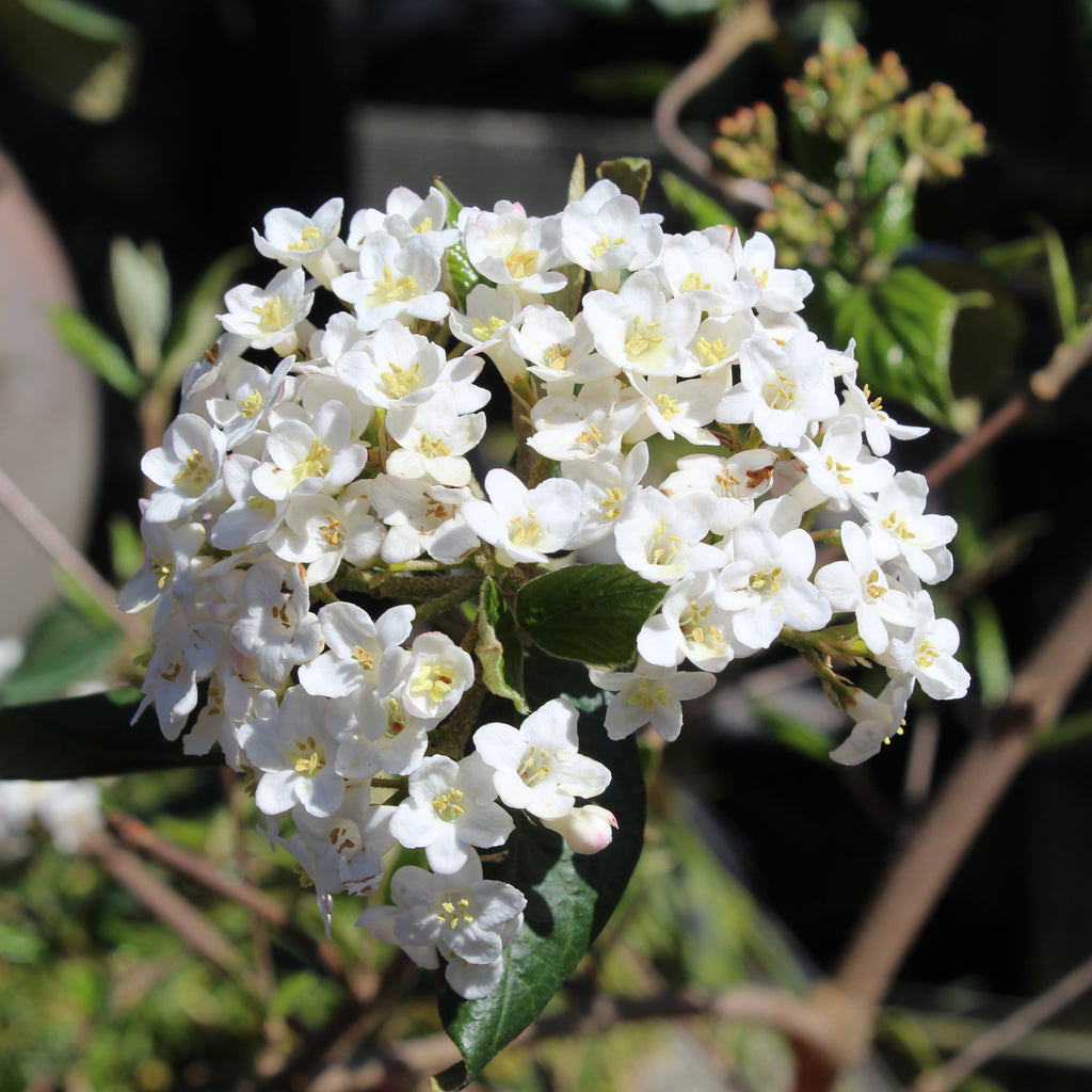 Viburnum burkwoodii Image