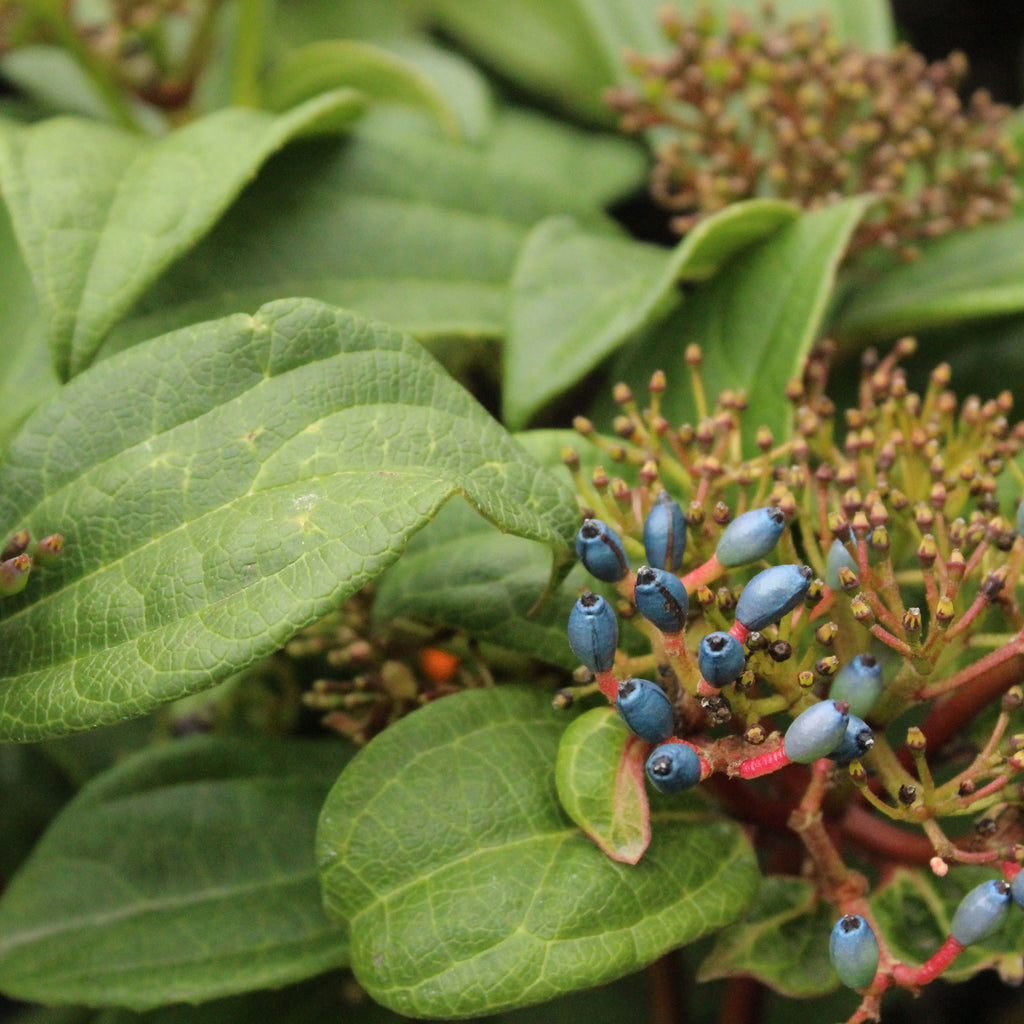 Viburnum davidii Image