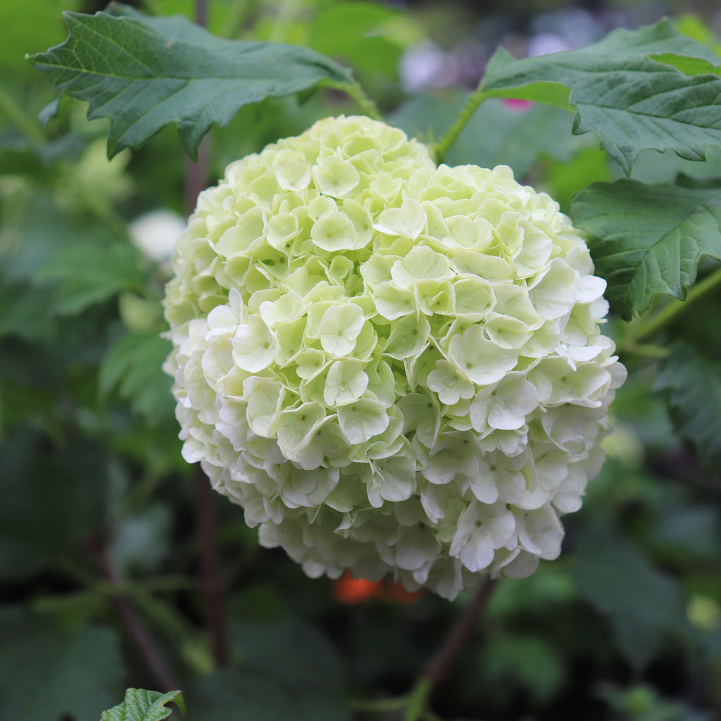 Viburnum opulus Sterile Image