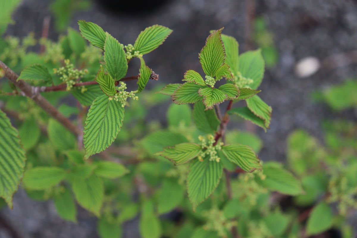 Viburnum plicatum Roseum