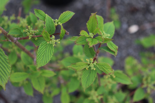 Viburnum plicatum Roseum