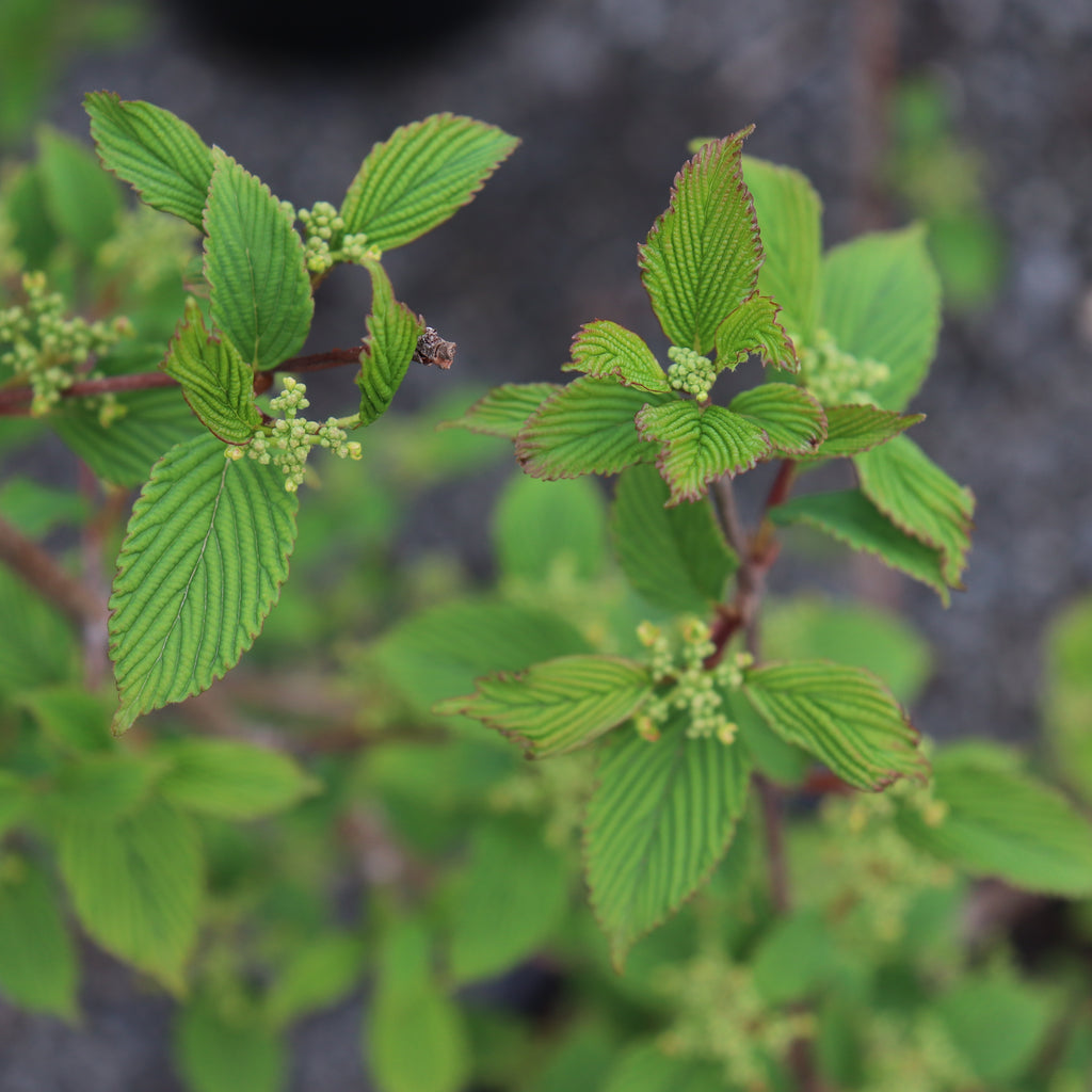Viburnum plicatum Roseum Image