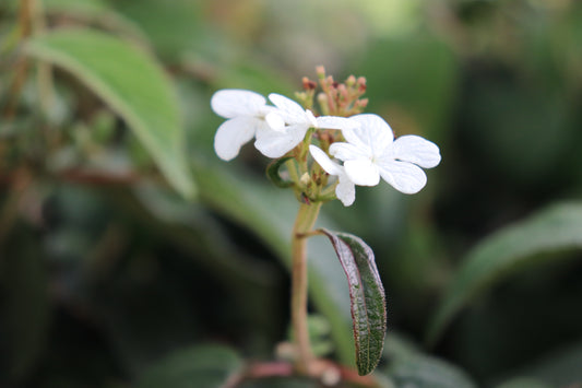 Viburnum plicatum Summer Snowflake