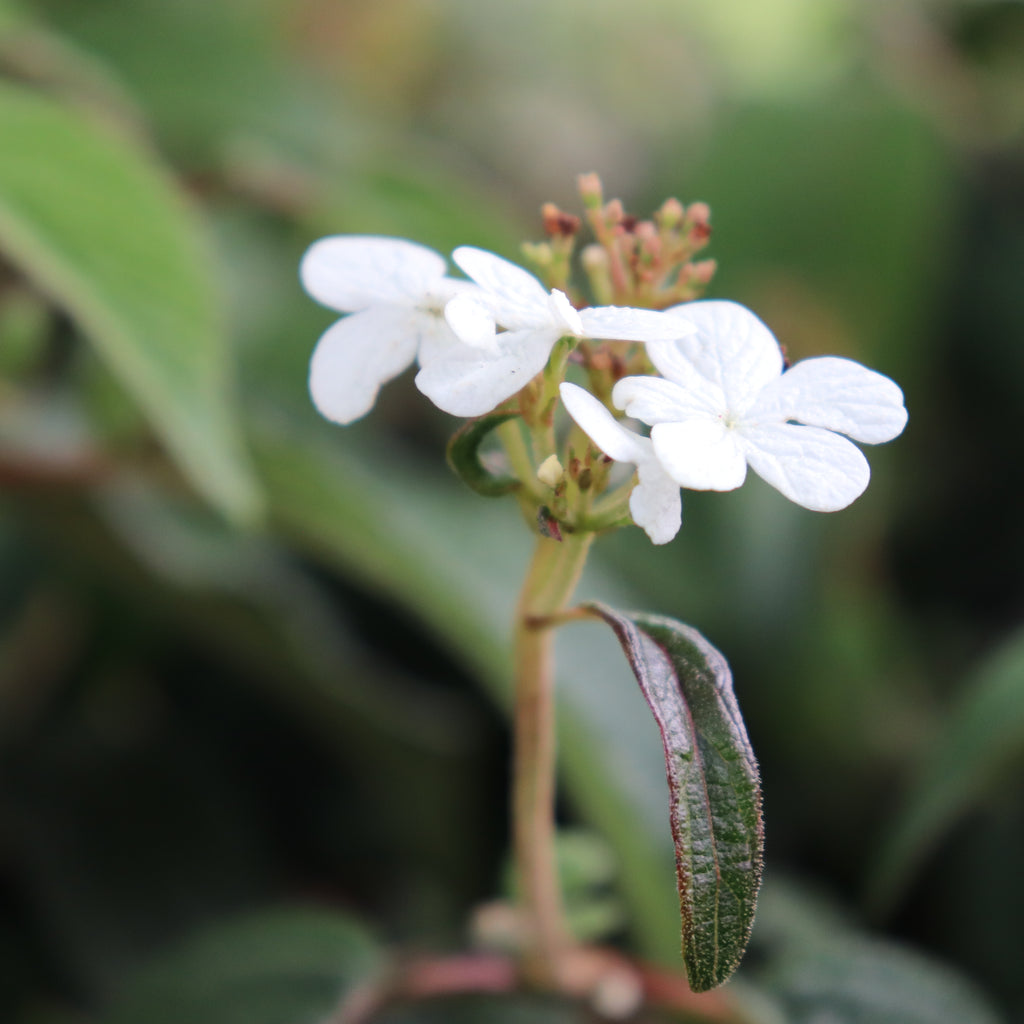 Viburnum plicatum Summer Snowflake Image