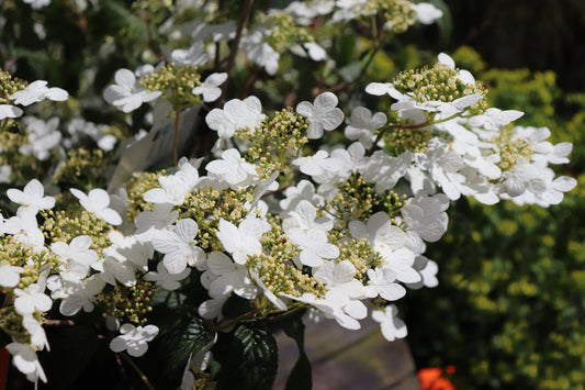 Viburnum plicatum Summer Snowflake 5