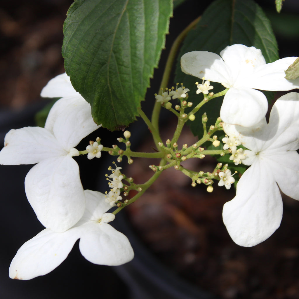 Viburnum plicatum mariesii Image