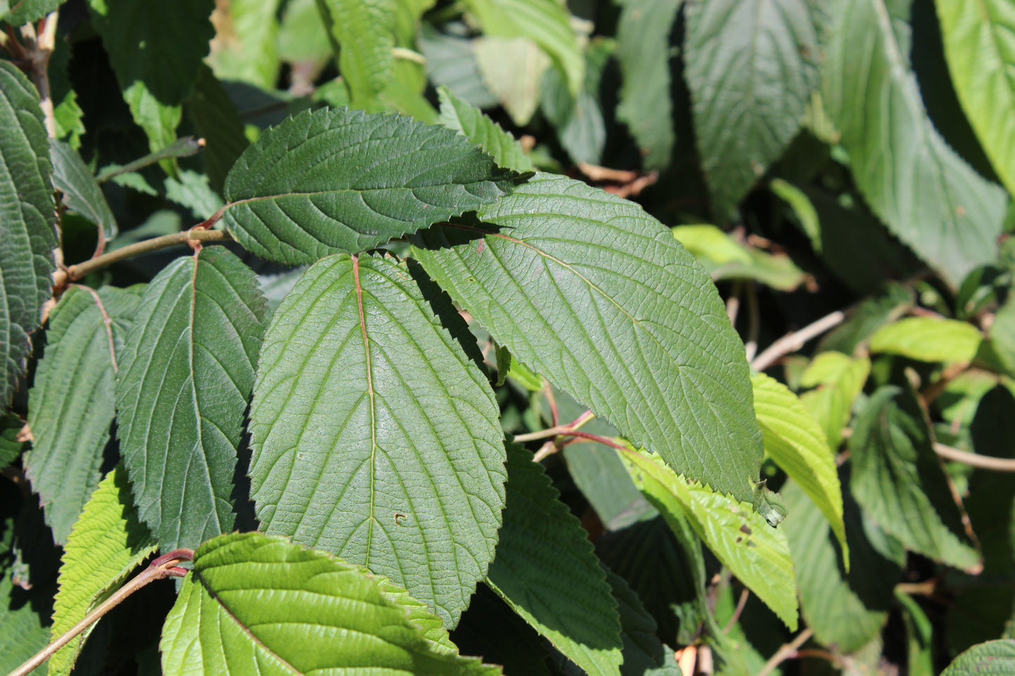Viburnum plicatum mariesii 2