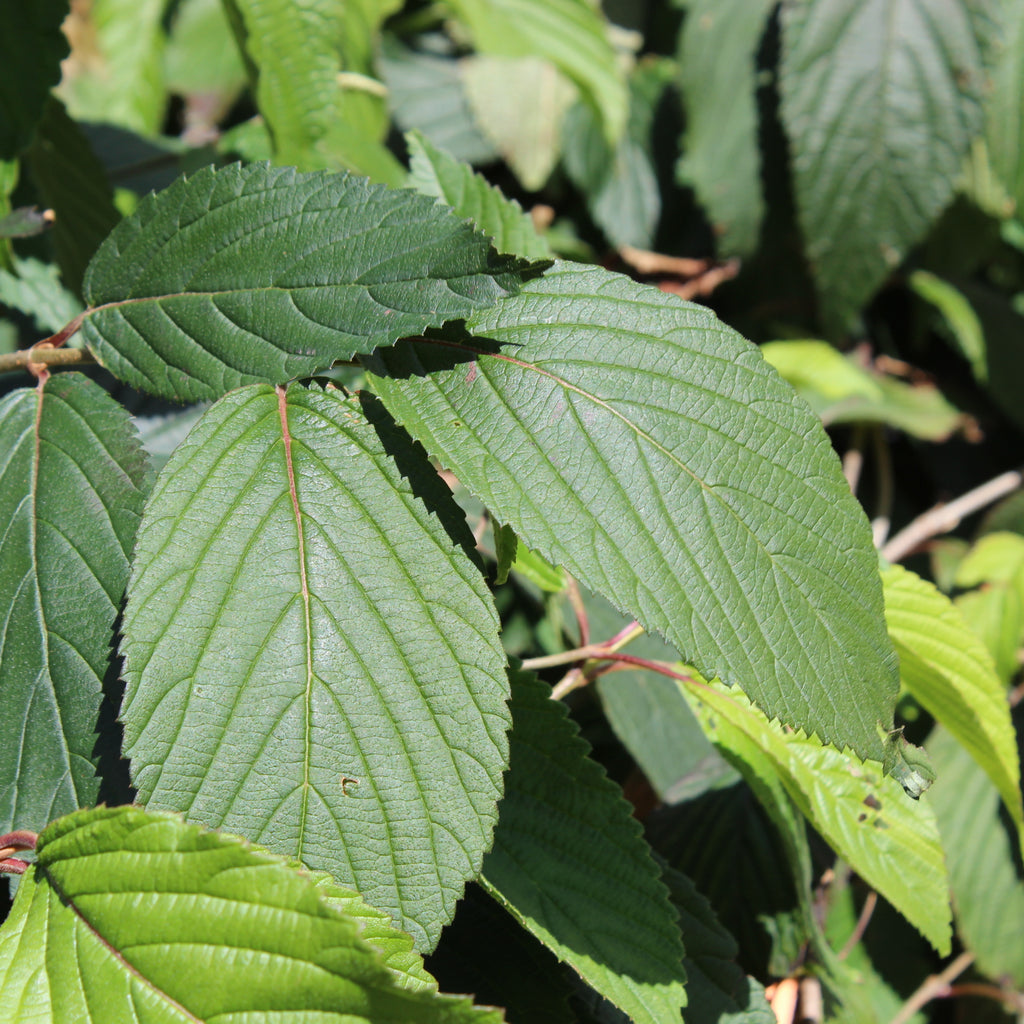 Viburnum plicatum mariesii Image