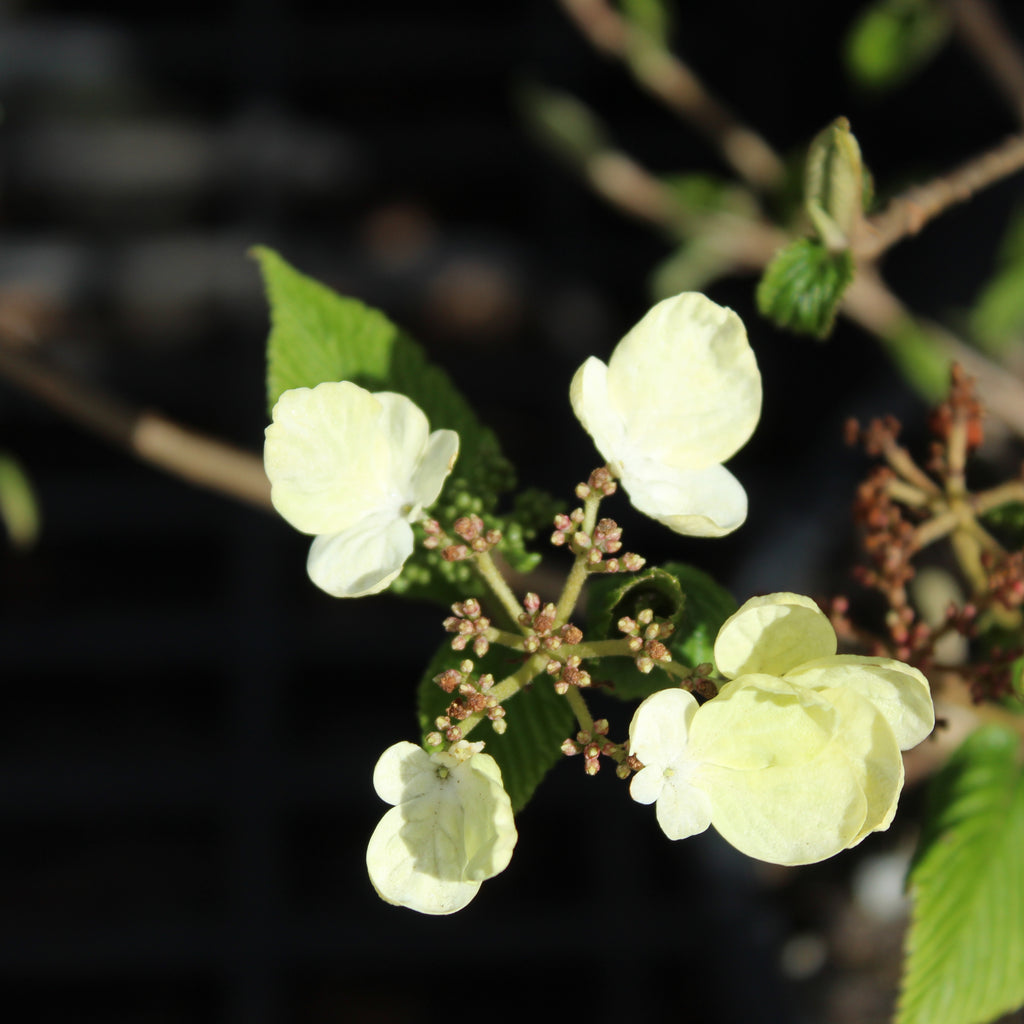 Viburnum plicatum mariesii Image