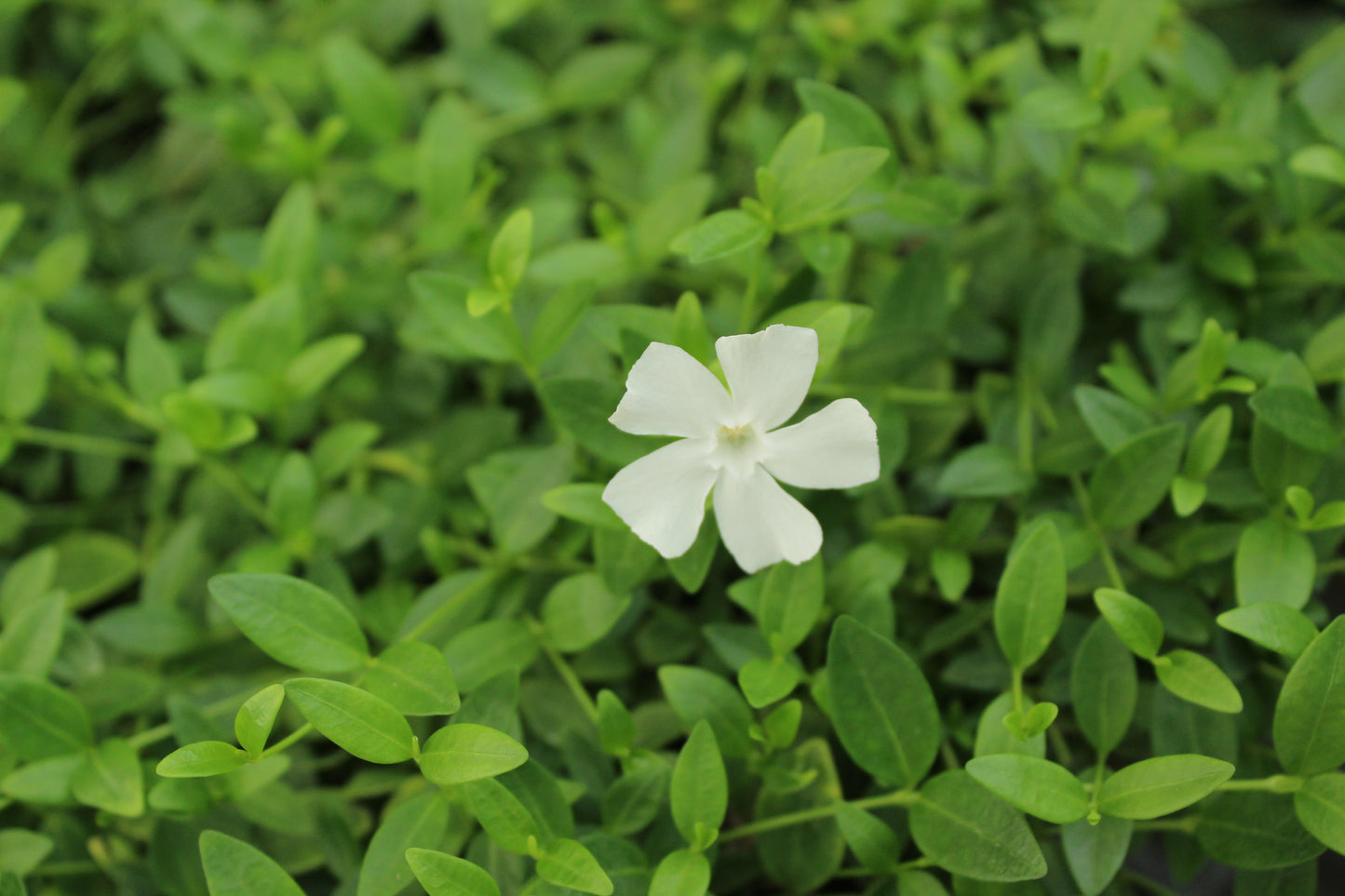 Vinca minor Gertrude Jekyll 