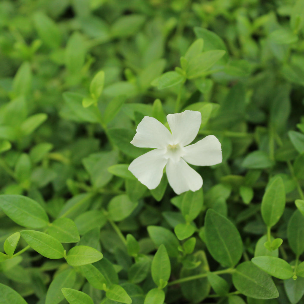 Vinca minor Gertrude Jekyll Image