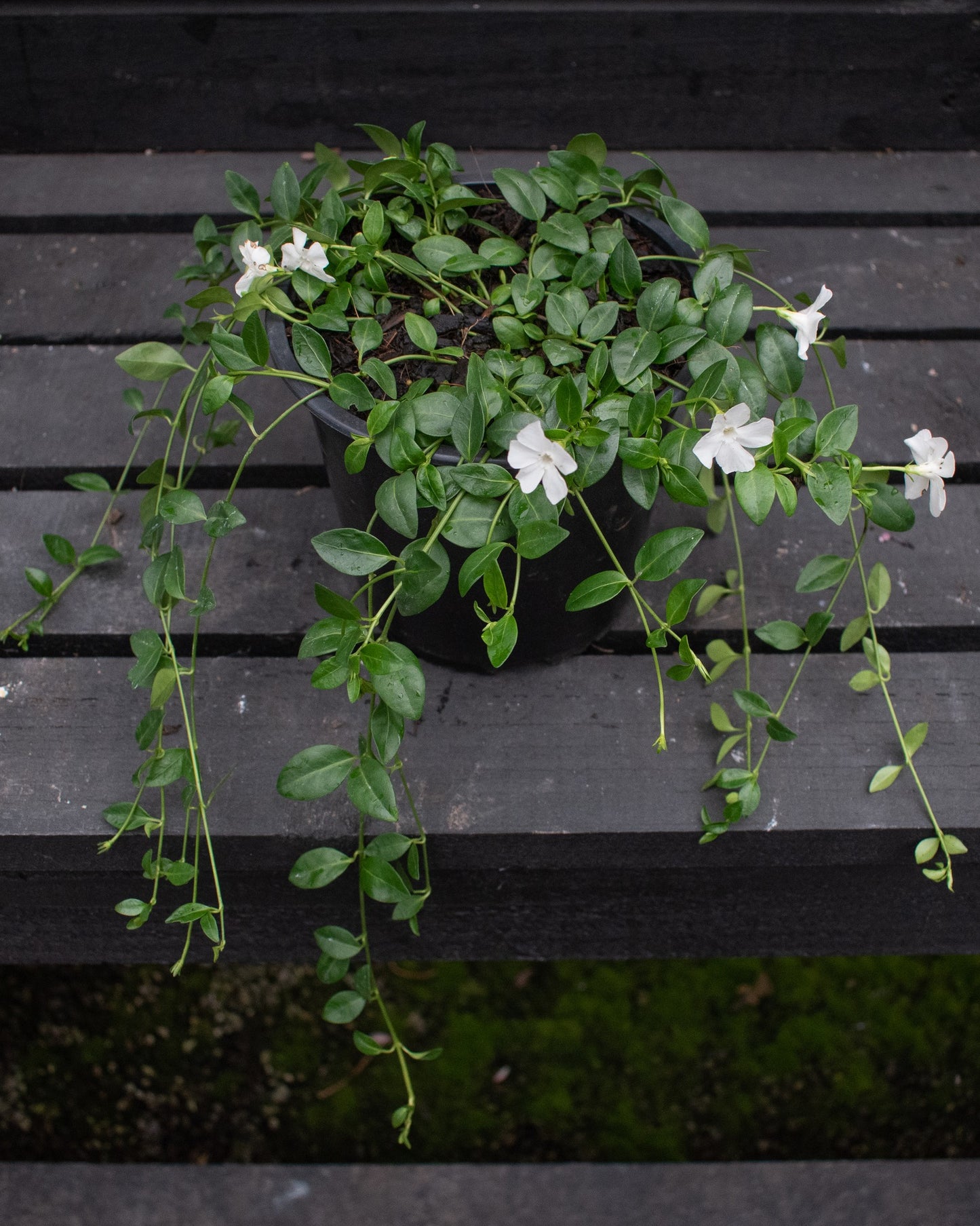 Vinca minor Gertrude Jekyll 2.5L