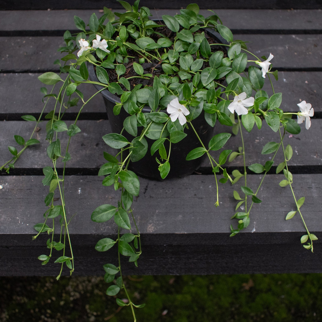 Vinca minor Gertrude Jekyll Image