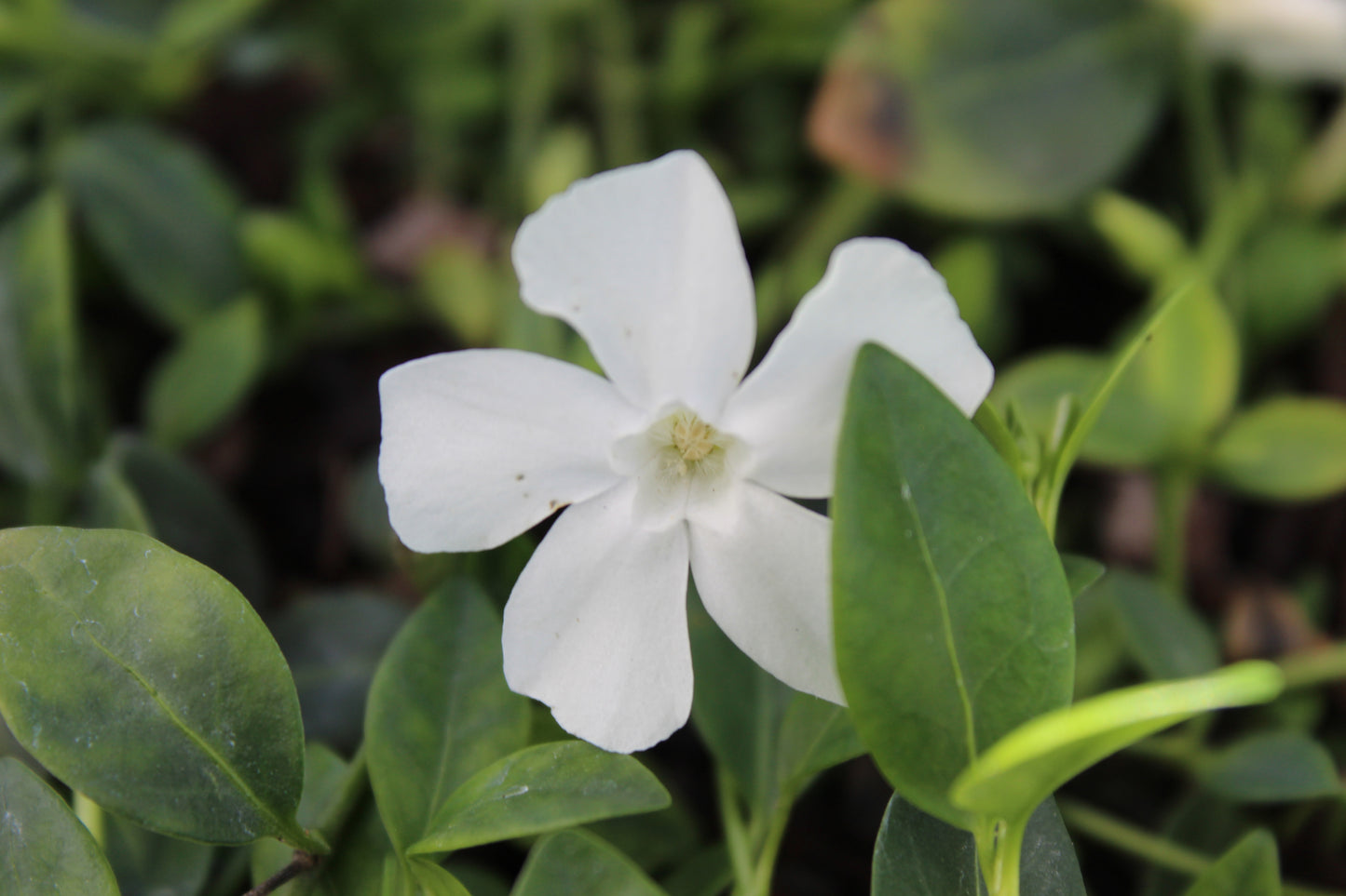 Vinca minor Gertrude Jekyll 2