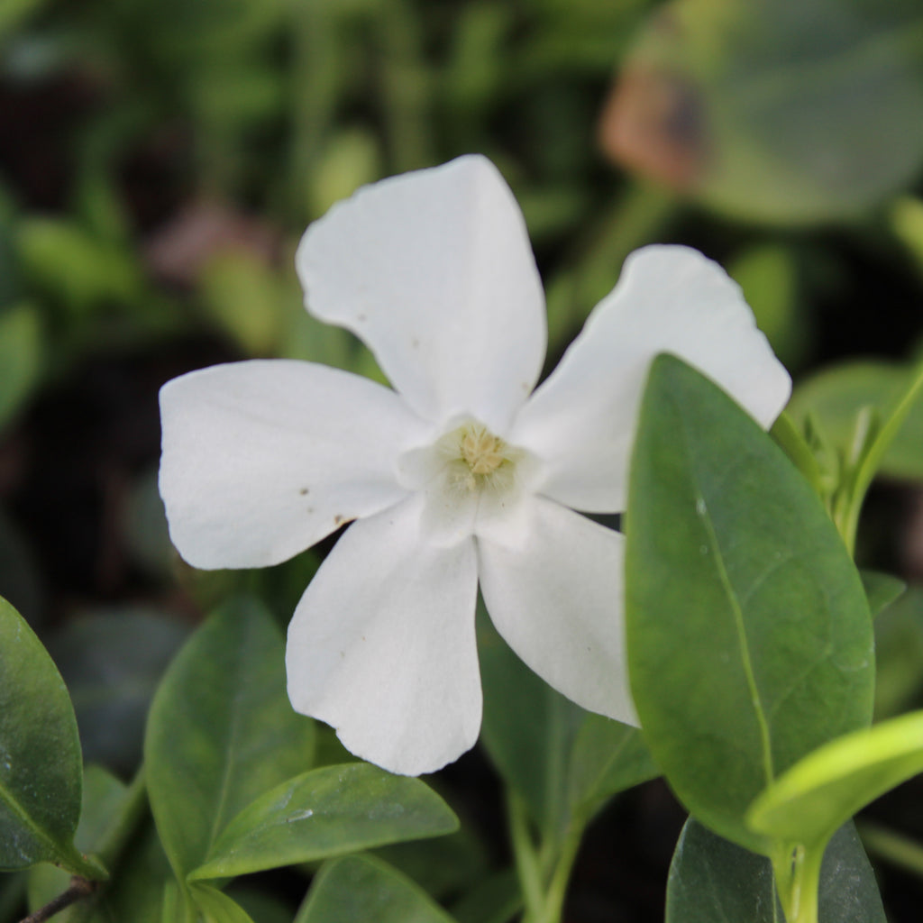 Vinca minor Gertrude Jekyll Image