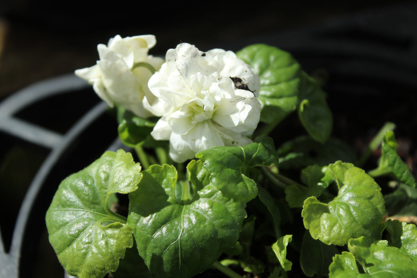 Viola parma Comte di Brazzi