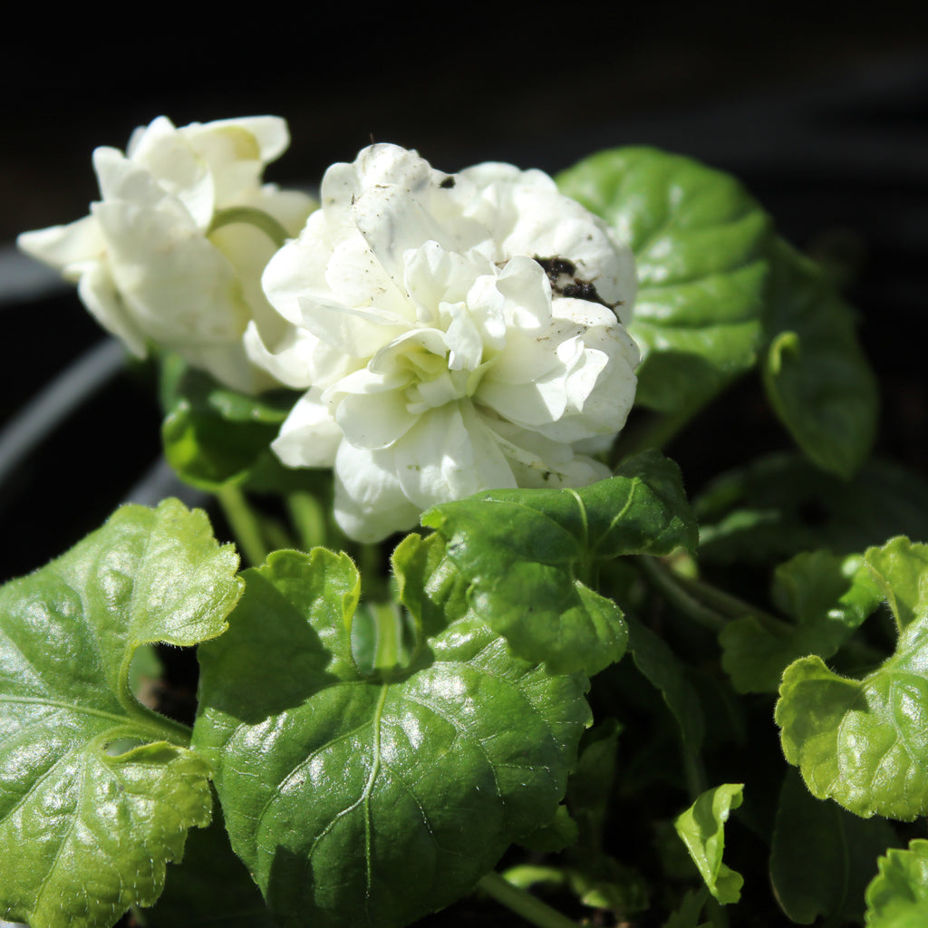 Viola parma Comte di Brazzi Image