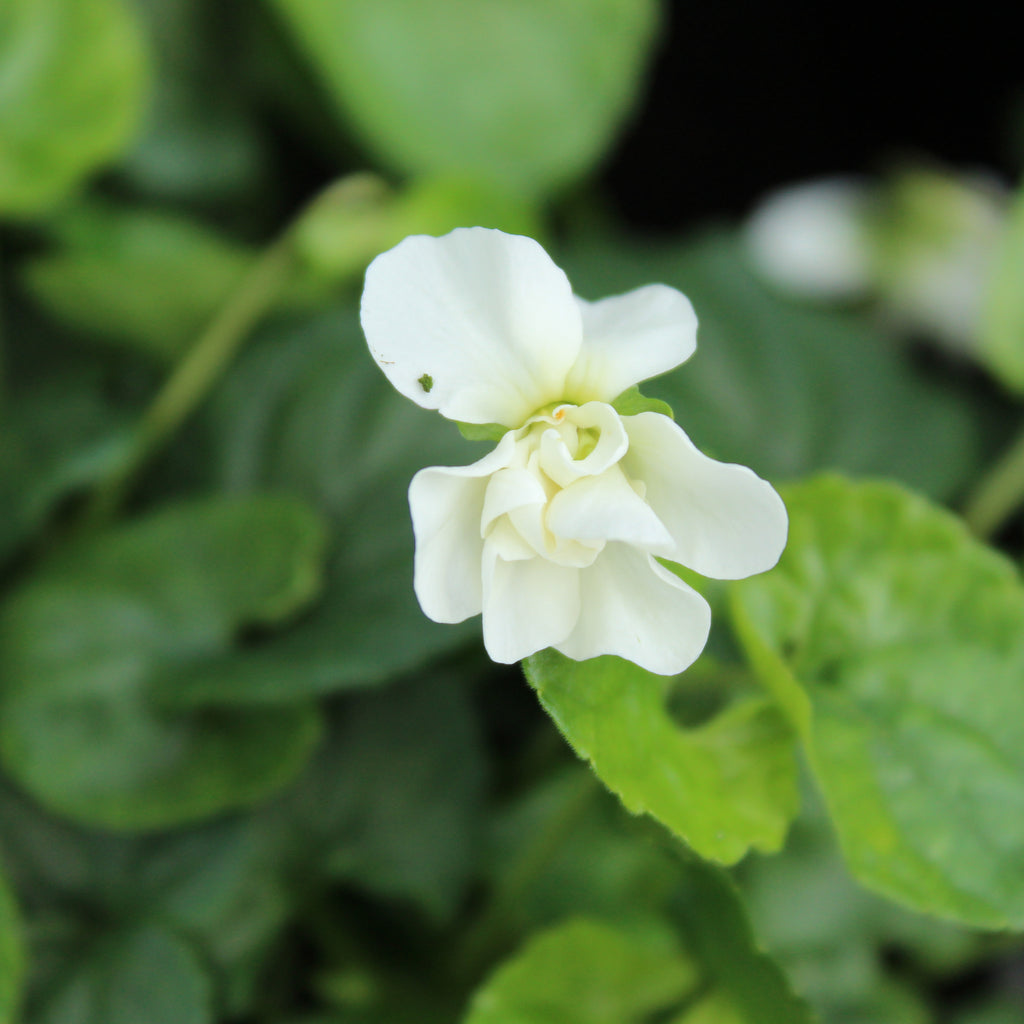 Viola parma Comte di Brazzi Image