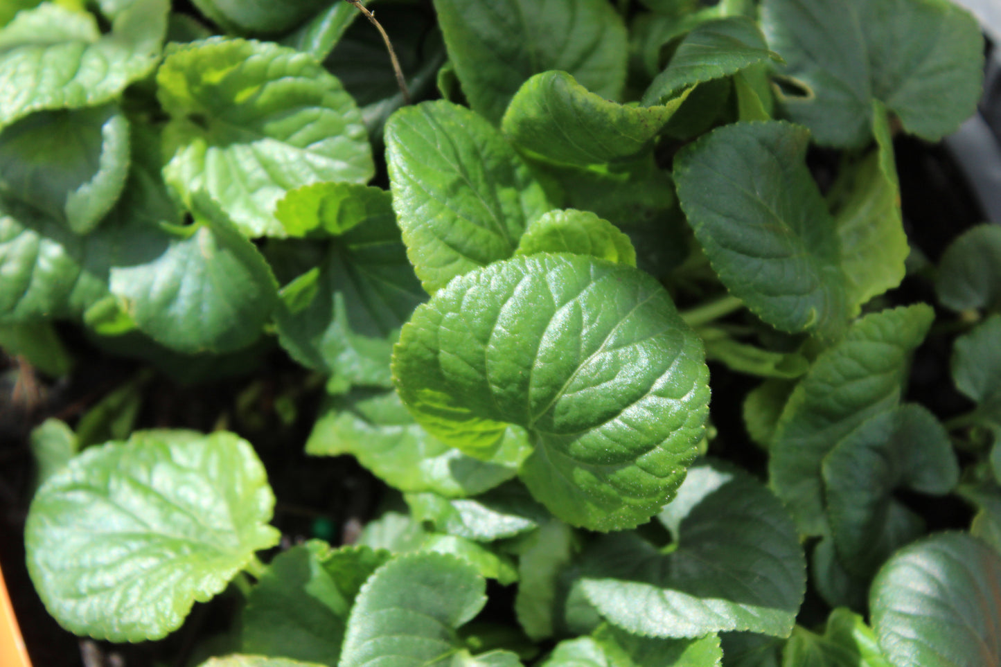 Viola parma Comte di Brazzi 3