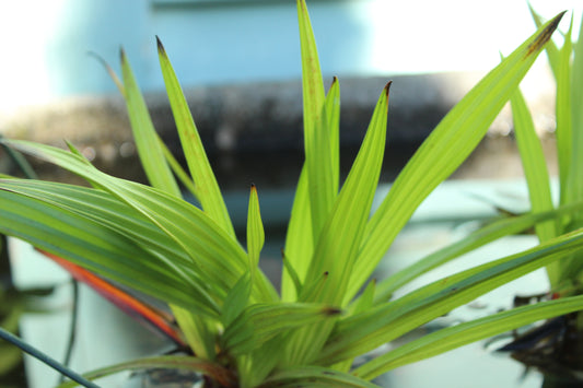 Wachendorfia thrysiflora