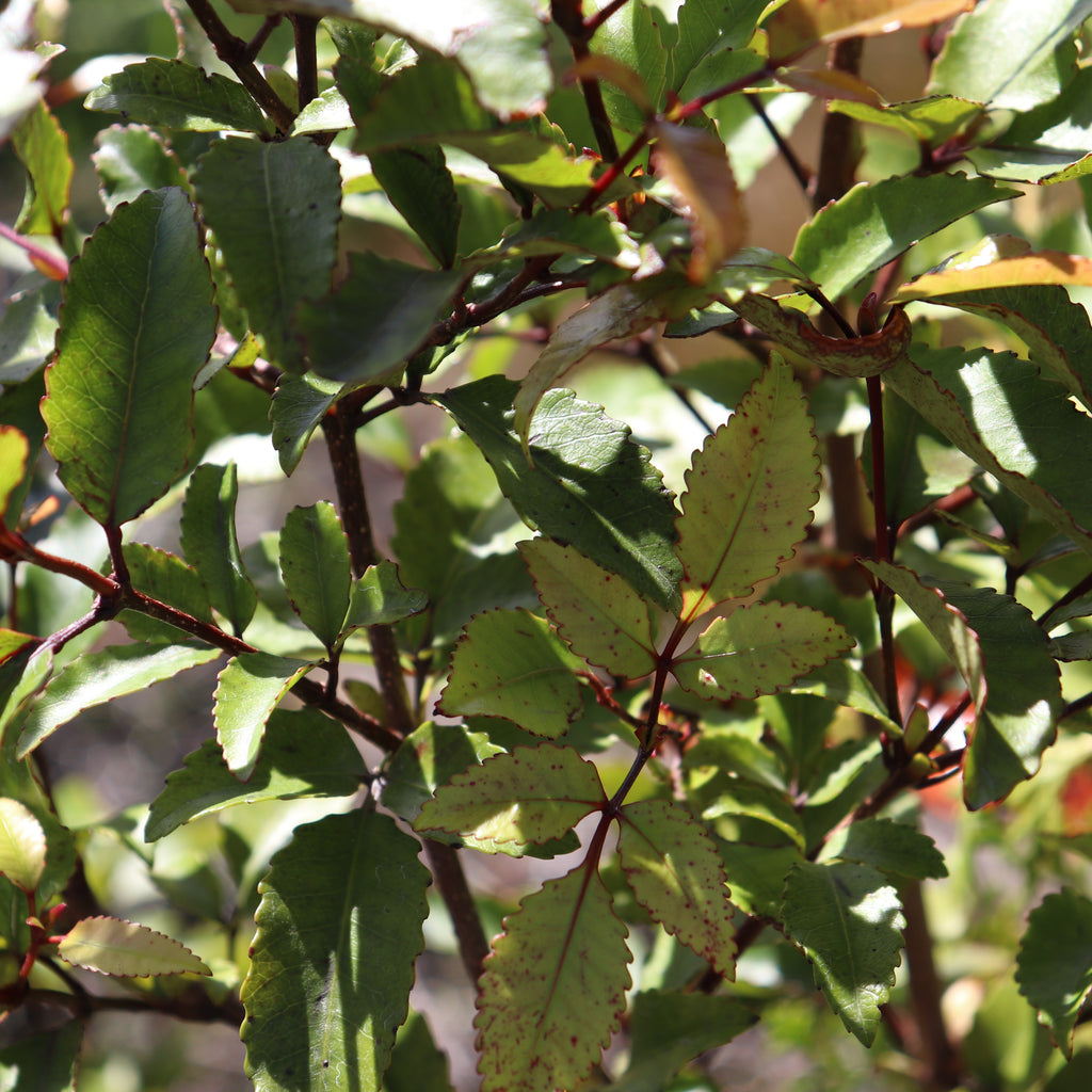 Weinmannia racemosa Image