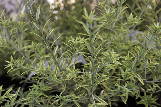 Westringia Brevifolia Highlight