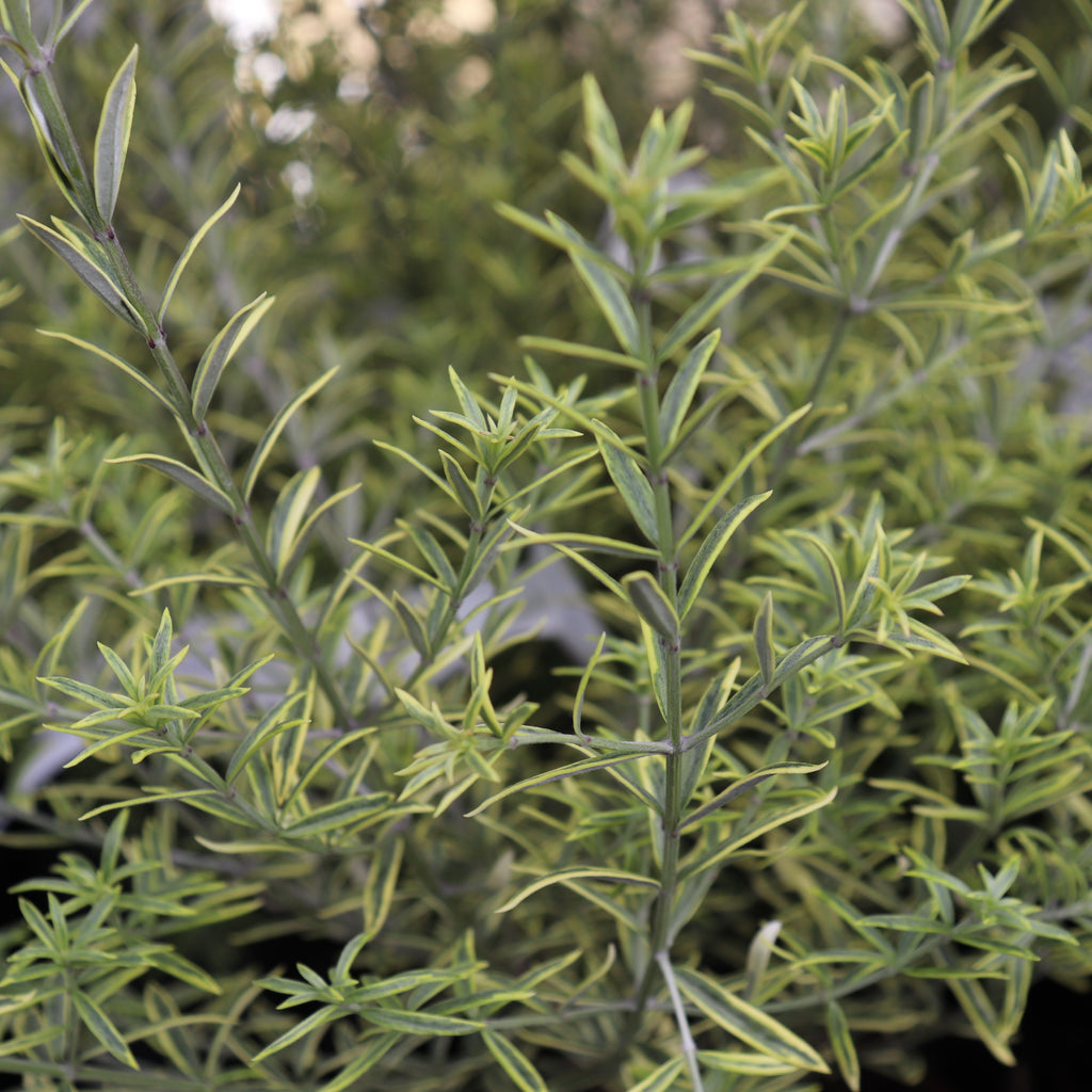 Westringia Brevifolia Highlight Image