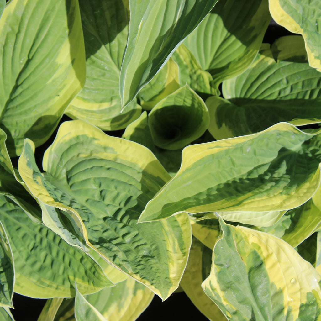 Hosta Wide Brim Image
