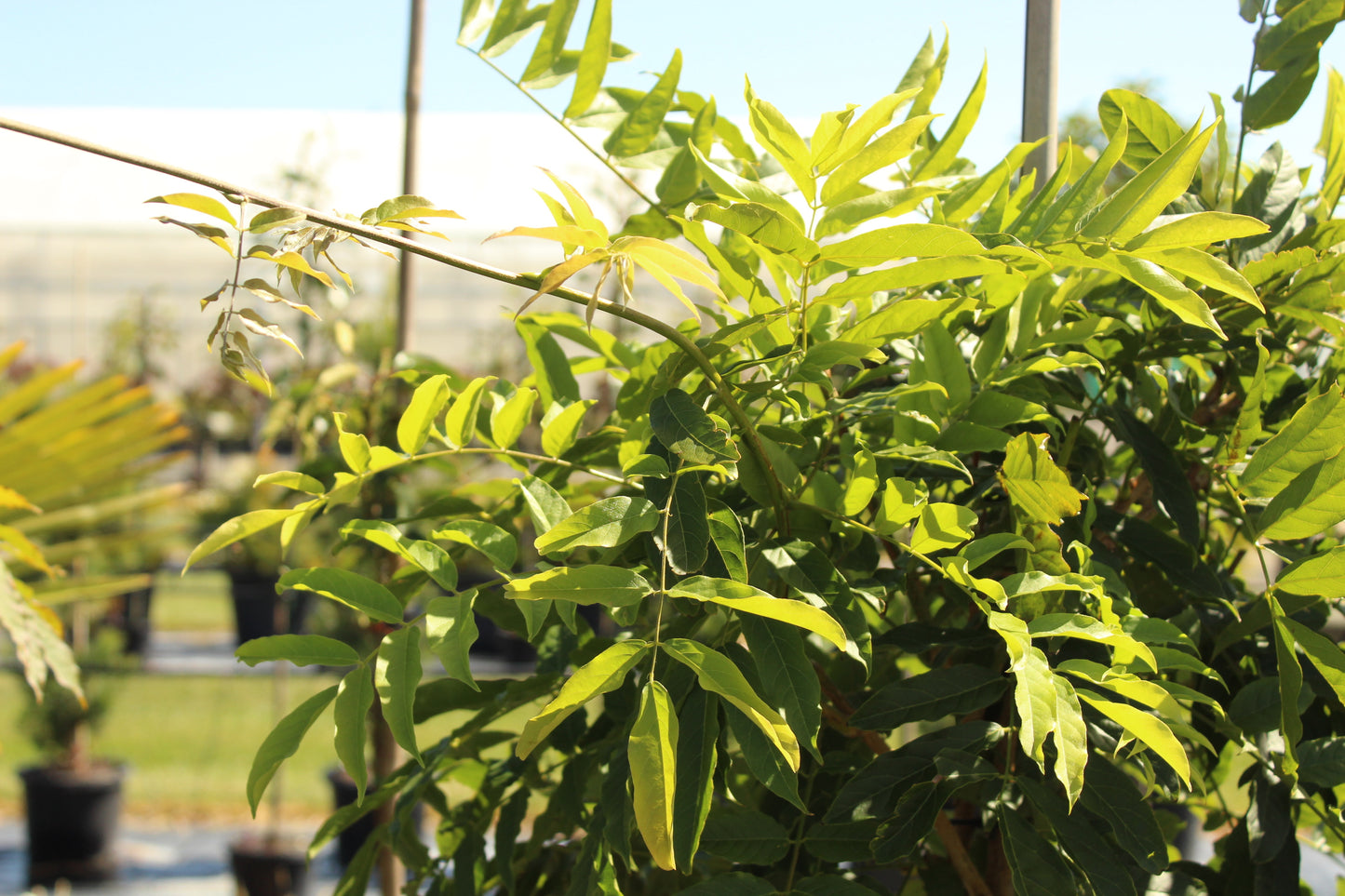 Wisteria lavender lace