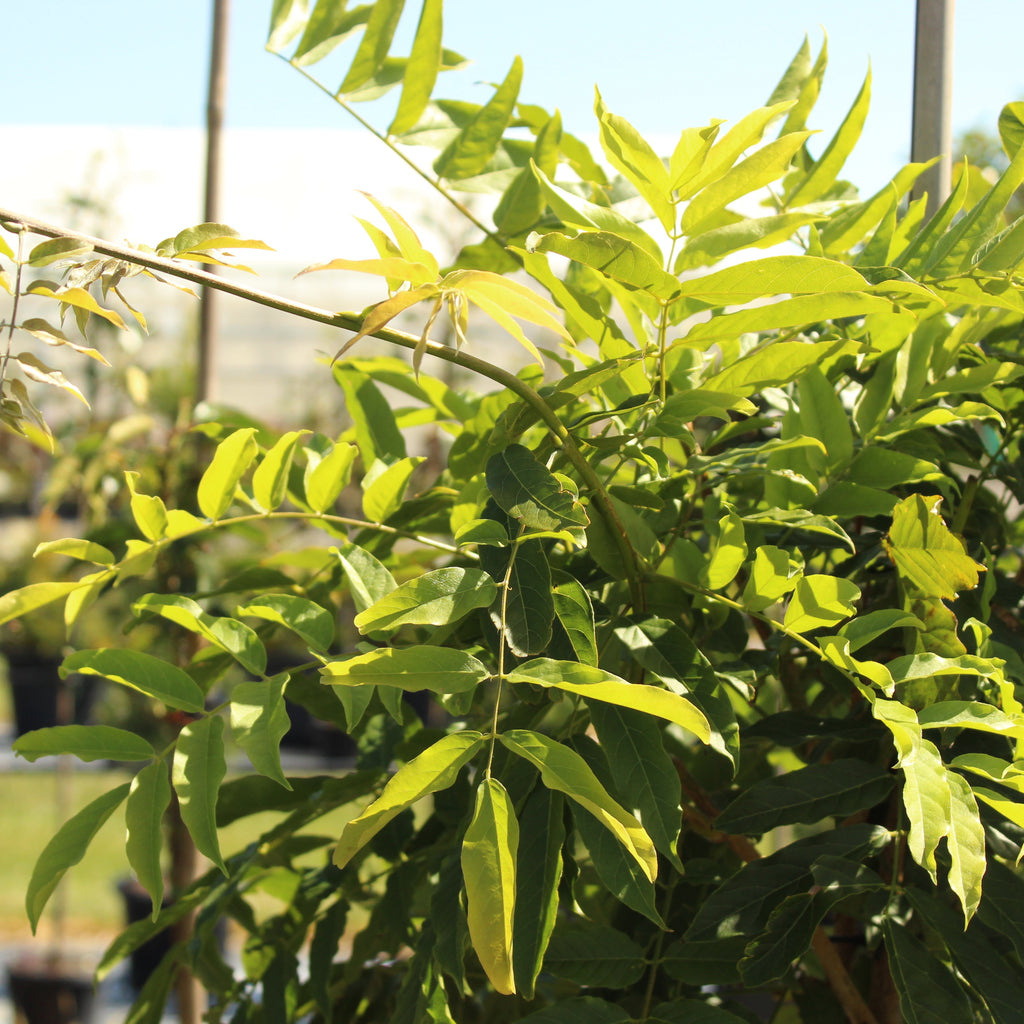 Wisteria lavender lace Image