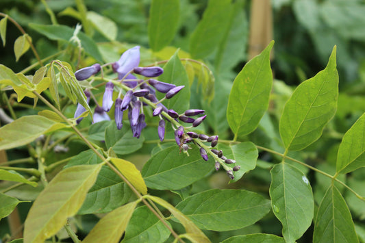 Wisteria sinensis Caroline.