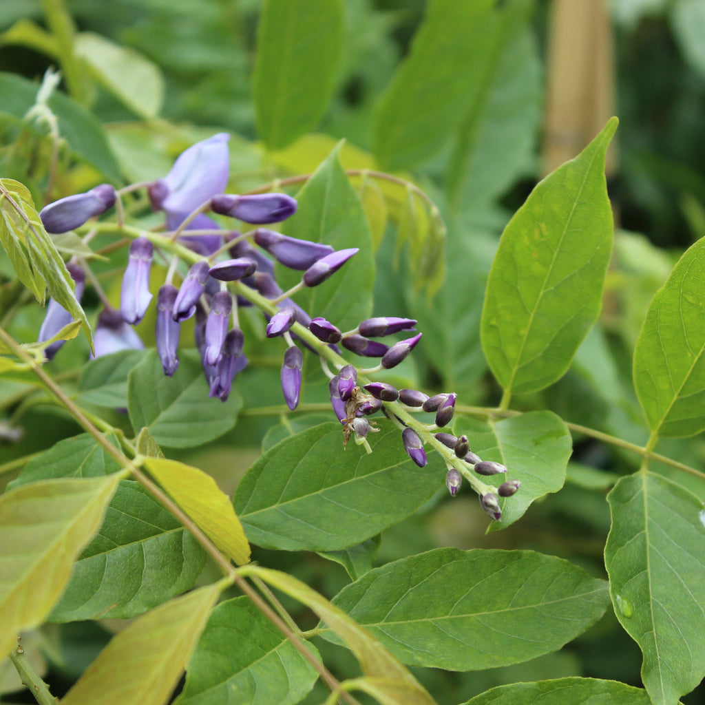 Wisteria sinensis Caroline Image