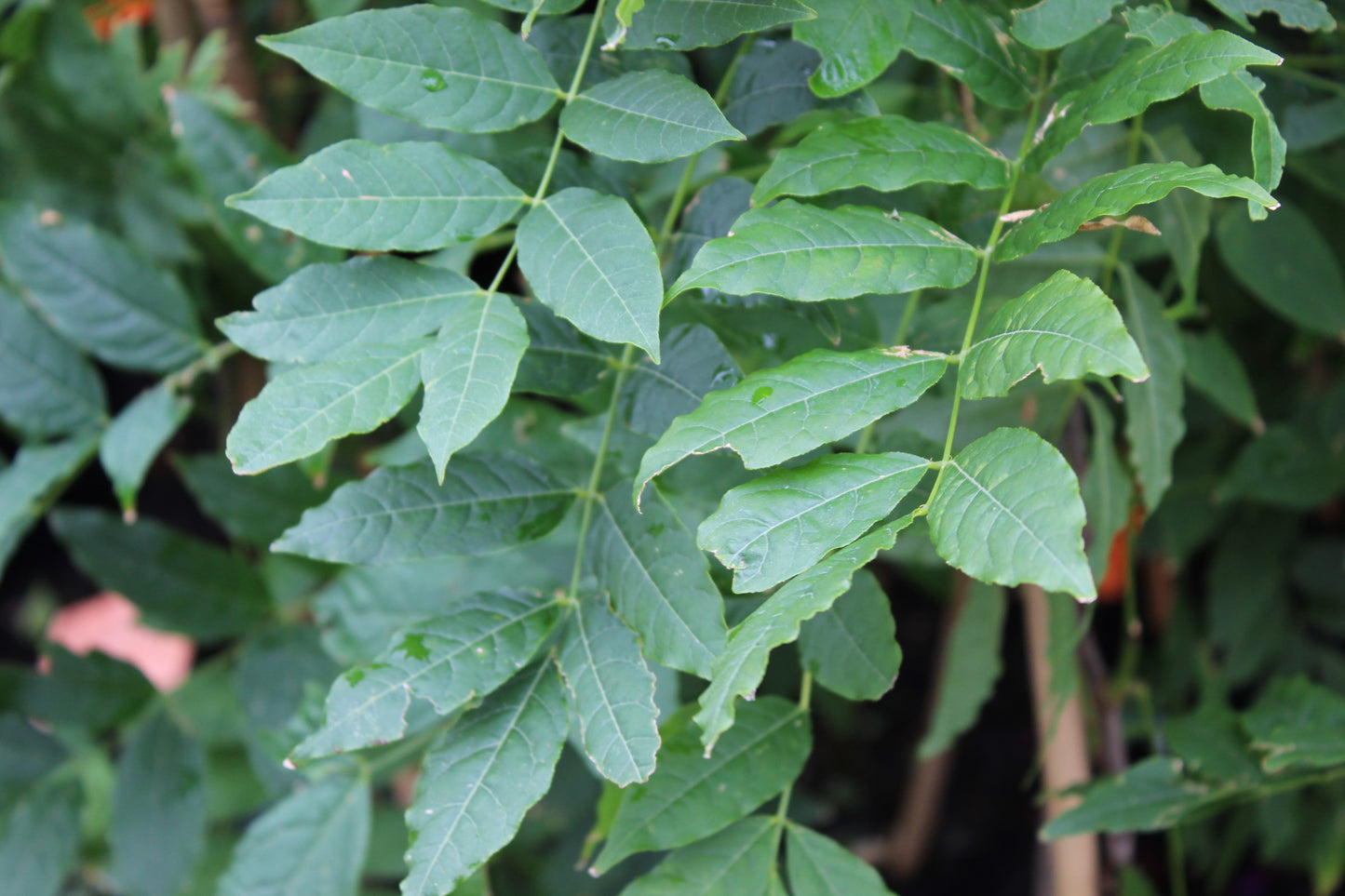 Wisteria snow showers