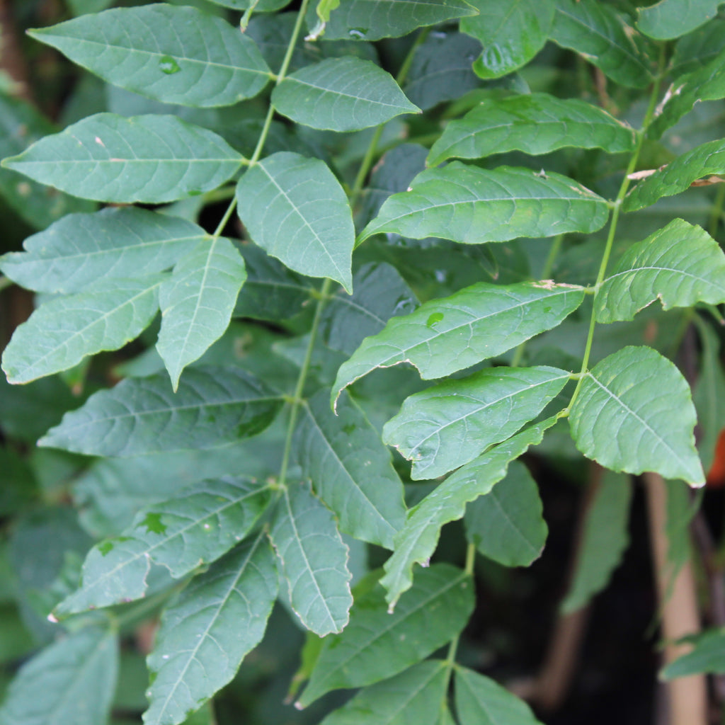 Wisteria snow showers Image