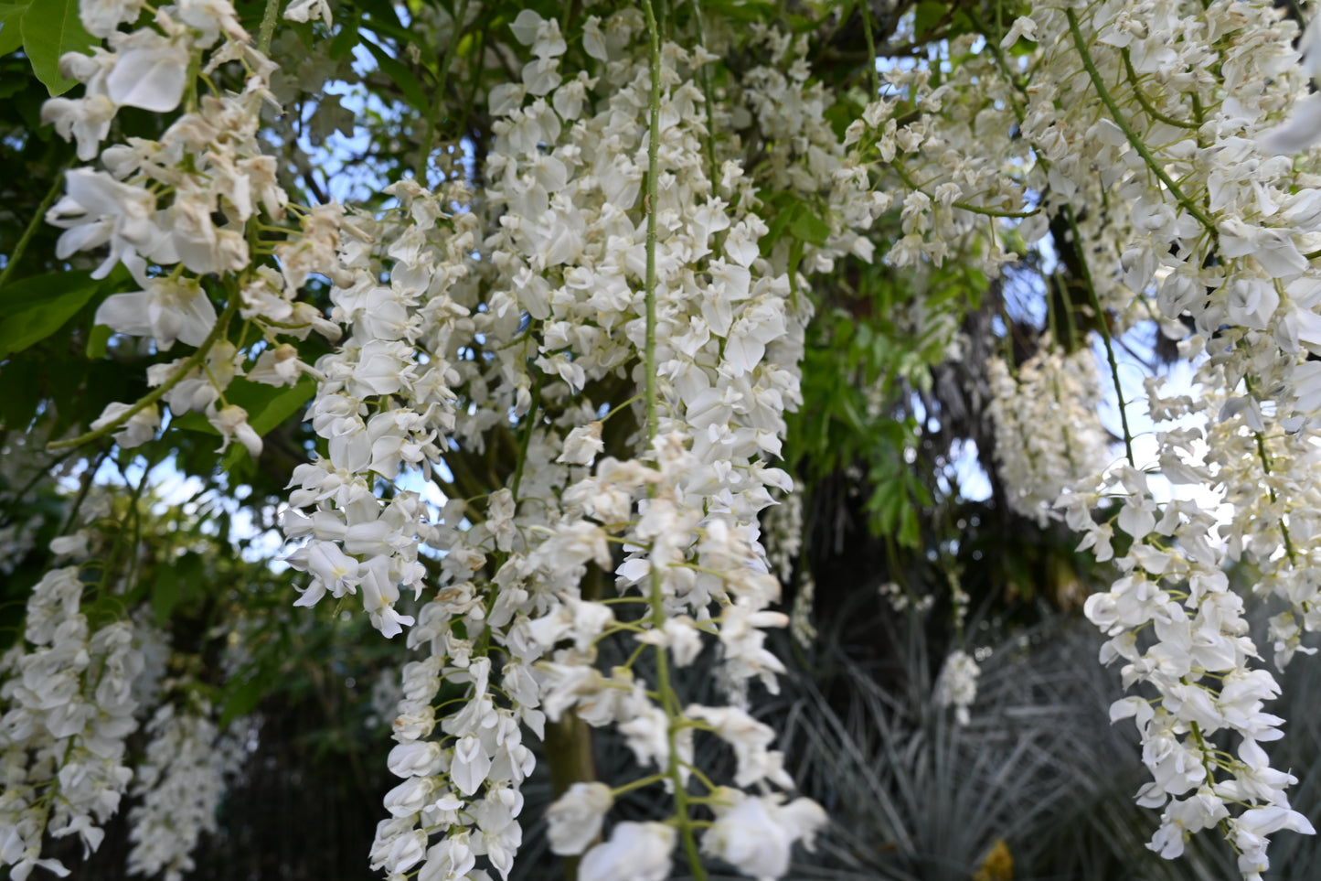 Wisteria snow showers 2