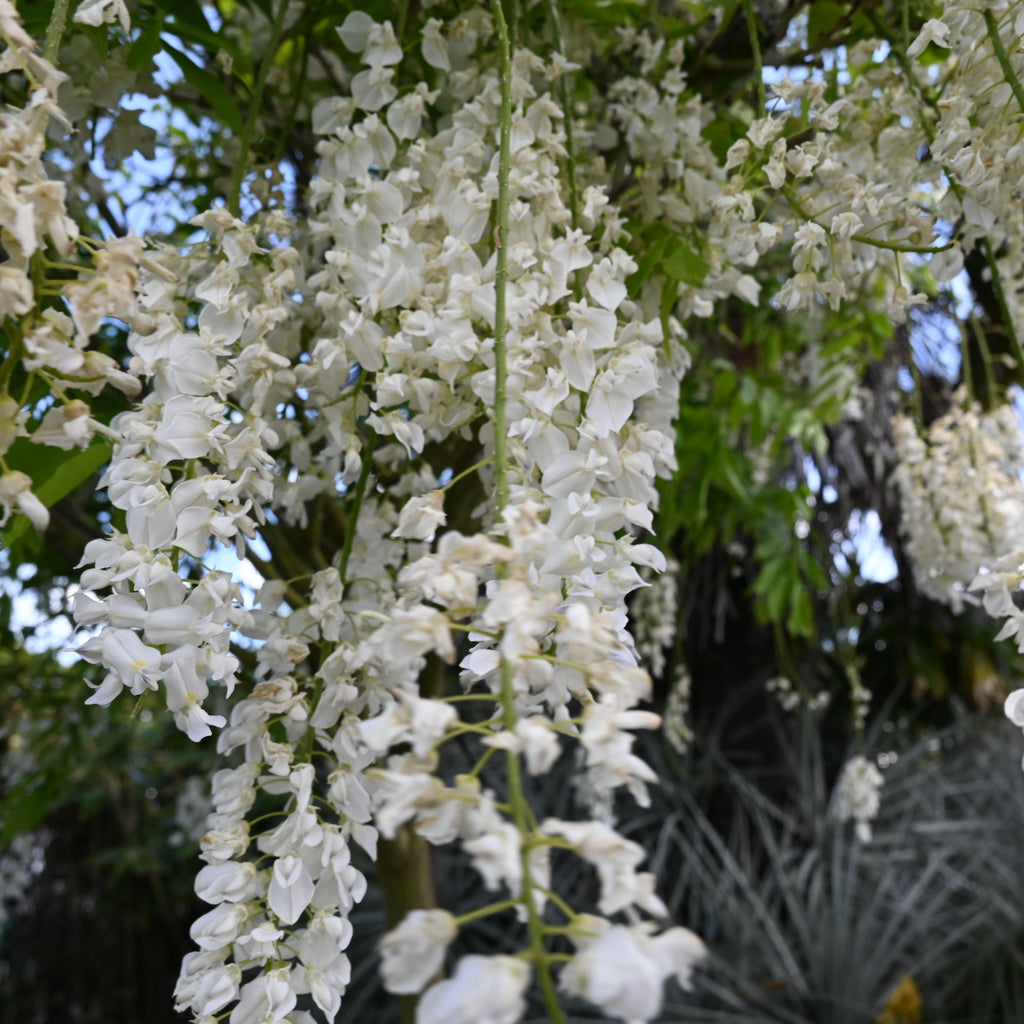 Wisteria snow showers Image