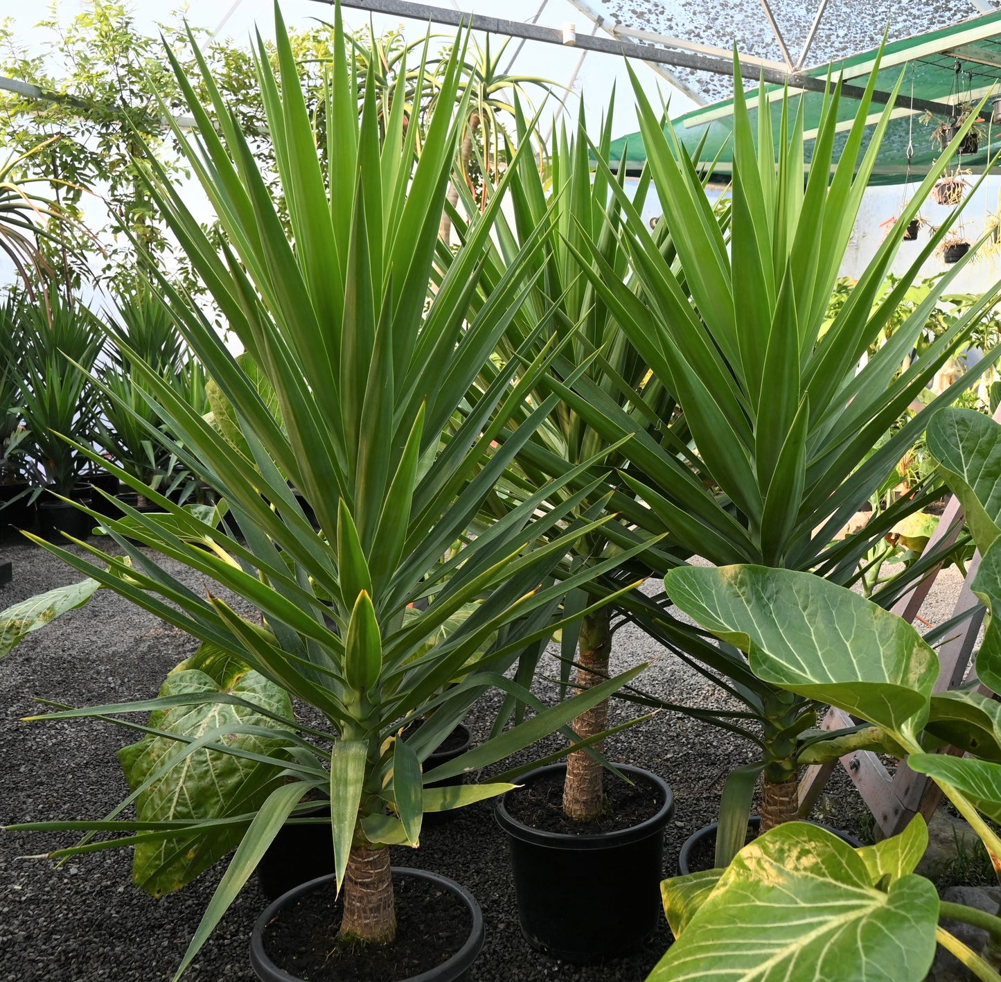 Yucca elephantipes