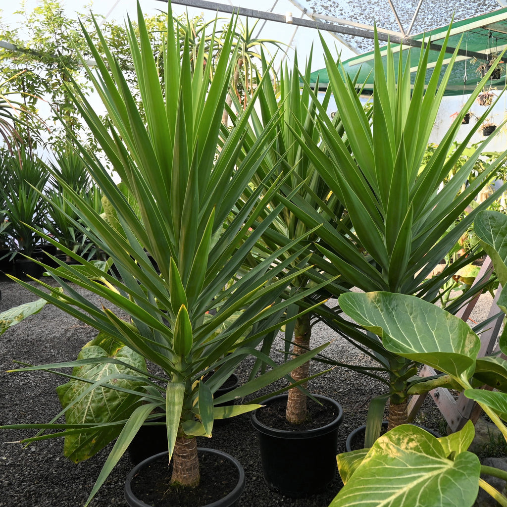 Yucca elephantipes Image