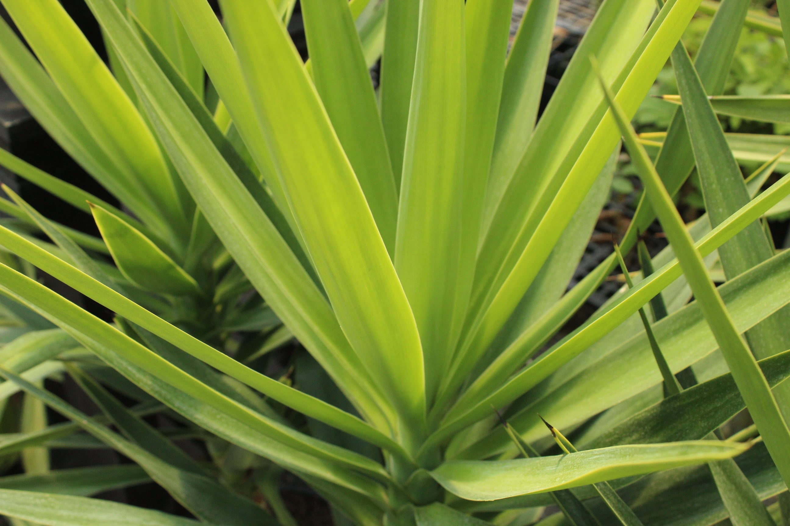 Yucca elephantipes – Texture Plants, Landscapes, Lush Lawns Christchurch