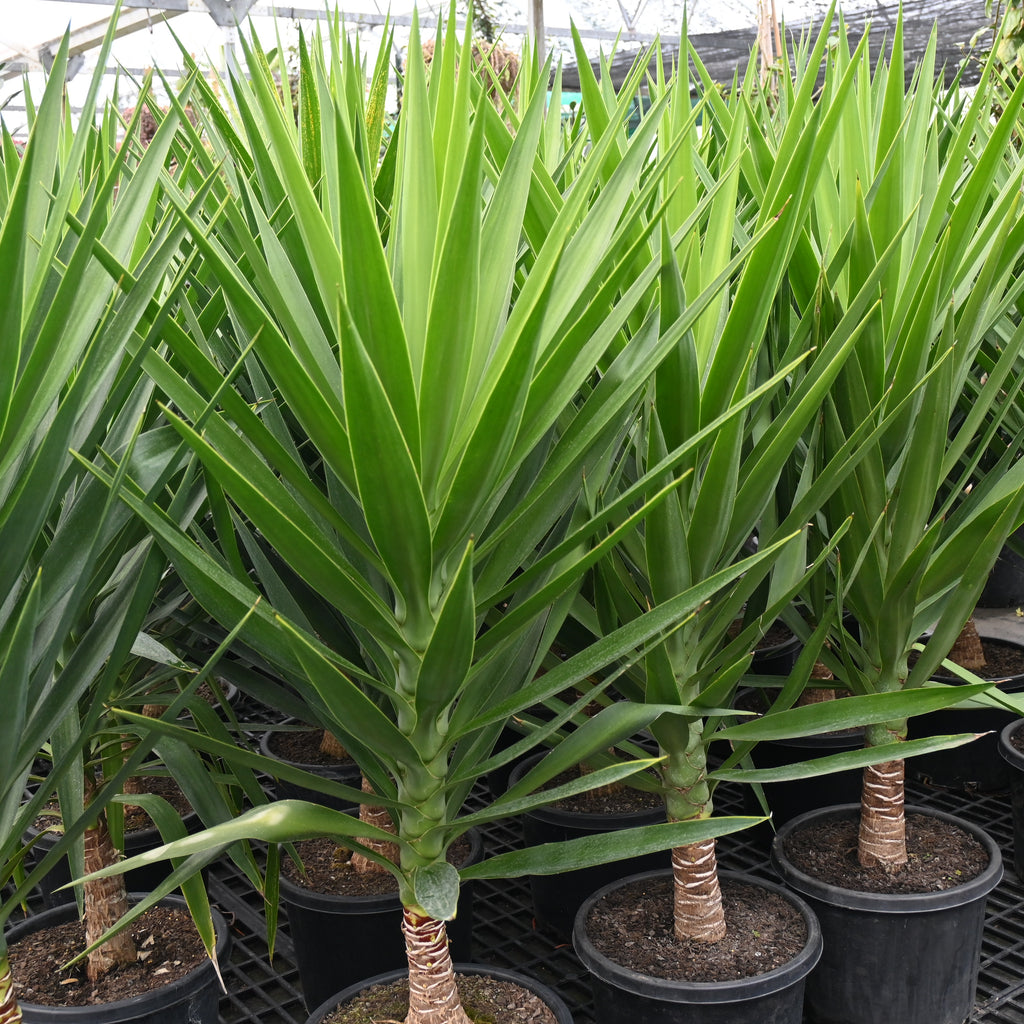 Yucca elephantipes Image