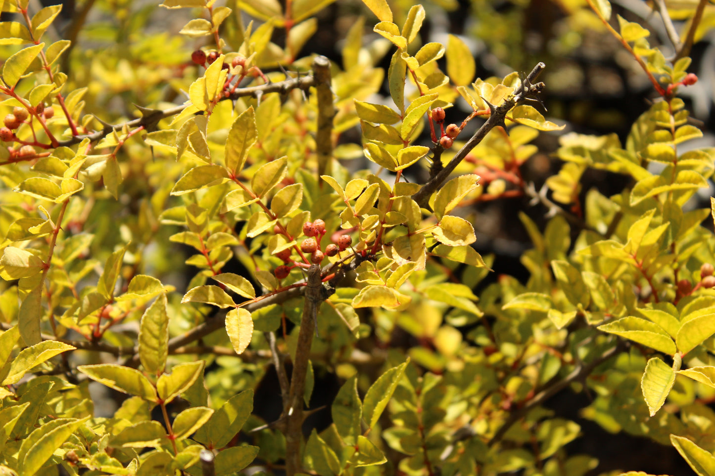 Zanthoxylum simulans