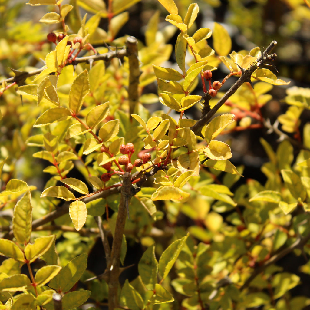 Zanthoxylum simulans Image