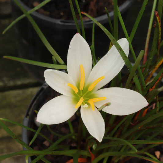Zephyranthes candida