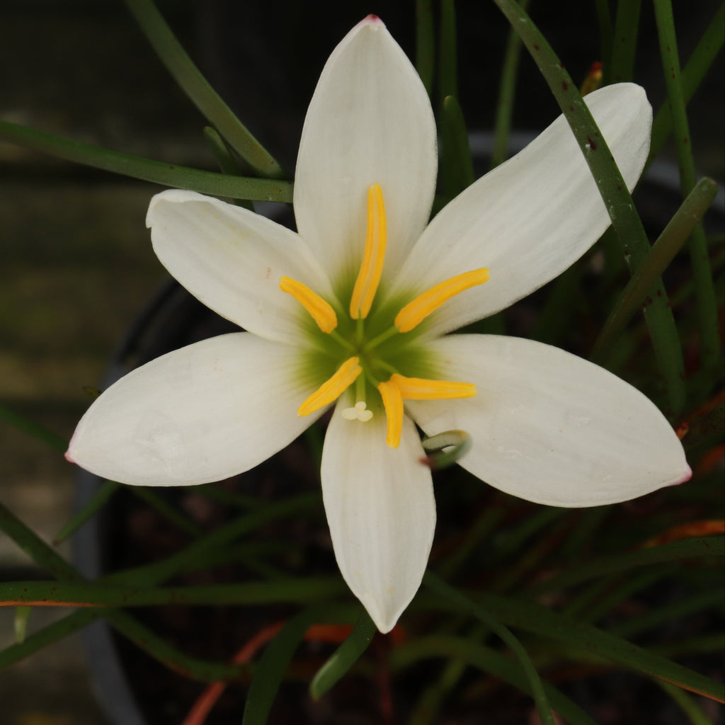Zephyranthes candida Image