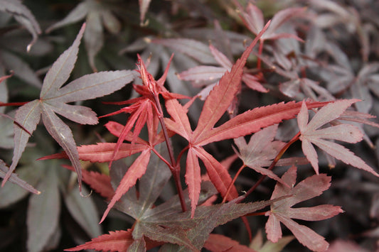 Acer palmatum Crimson King