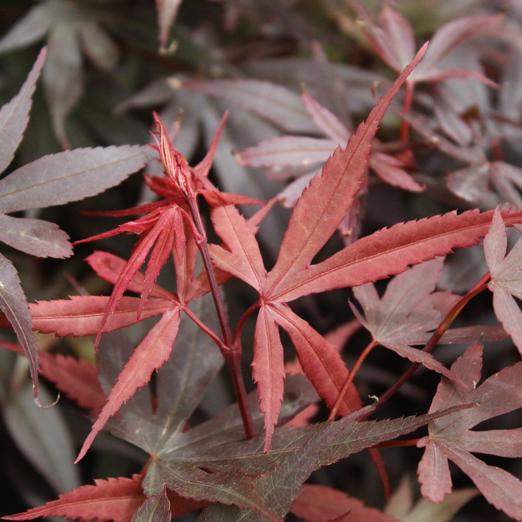Acer palmatum Crimson King Image