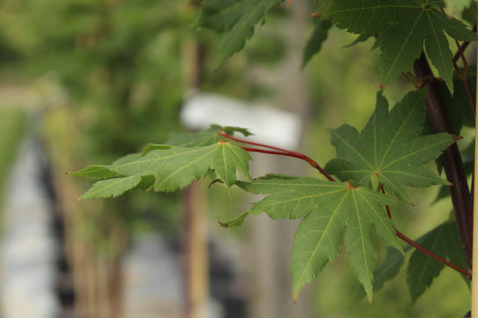 Acer Herbstfeuer