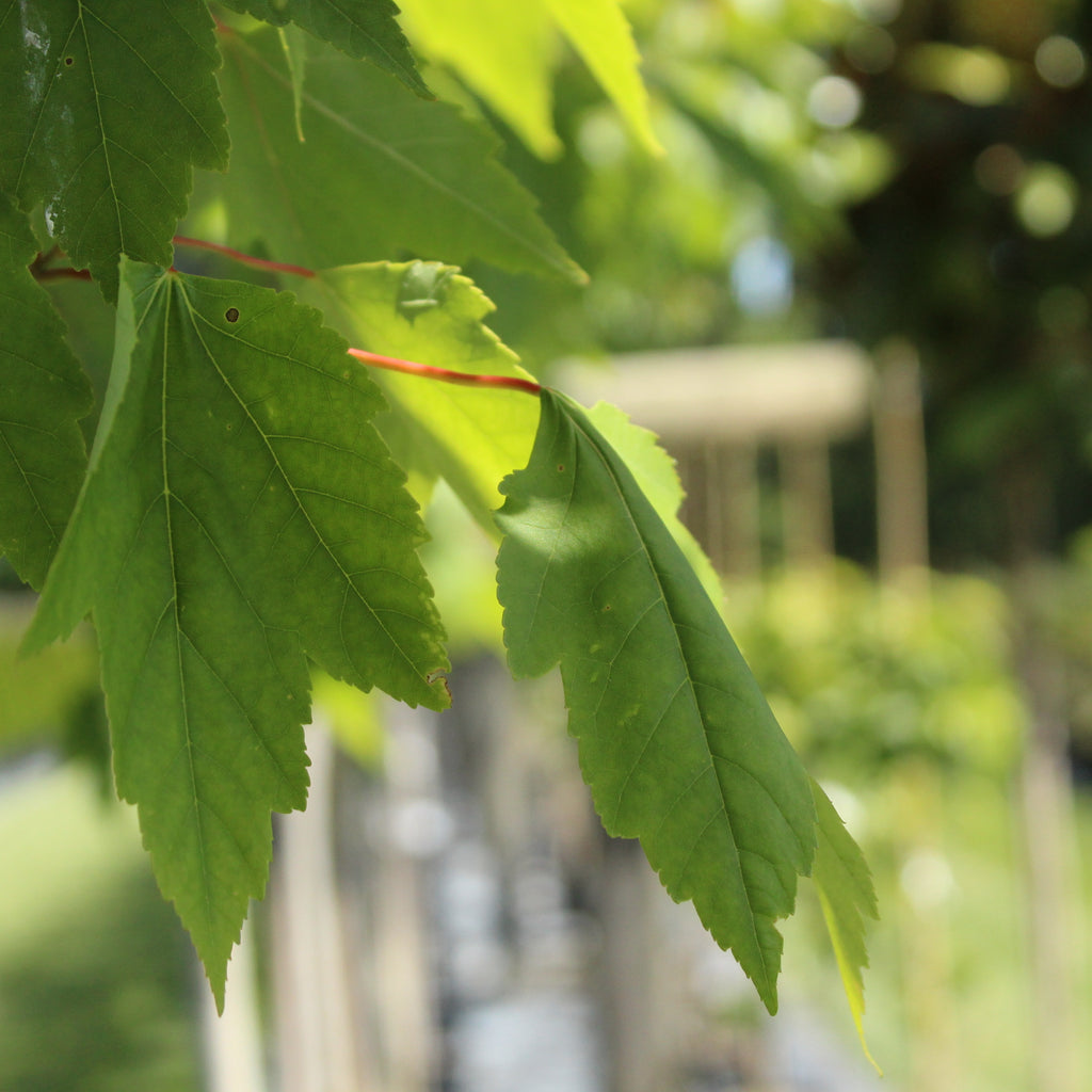 Acer Jeffers Red Image